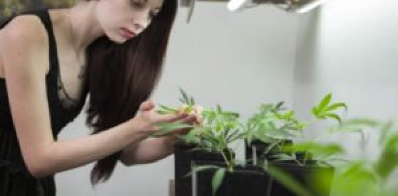 Successful Women In Marijuana Business