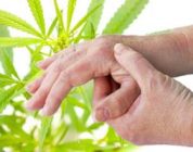 Cannabis For Your Arthritis