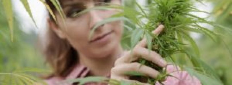 Why Women Needs To Take Cannabis