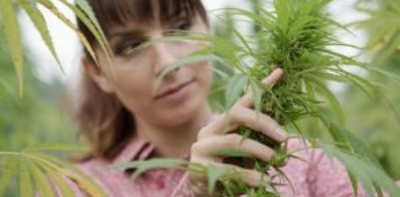 Why Women Needs To Take Cannabis