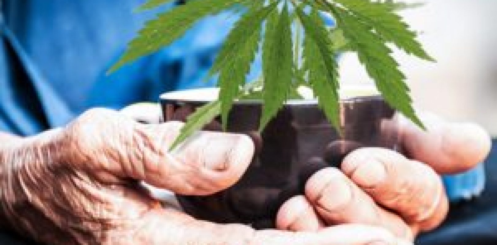 Elderly Opting For Marijuana Treatment Marijuana Tips and News