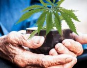 Elderly Opting For Marijuana Treatment