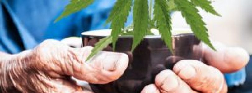 Elderly Opting For Marijuana Treatment